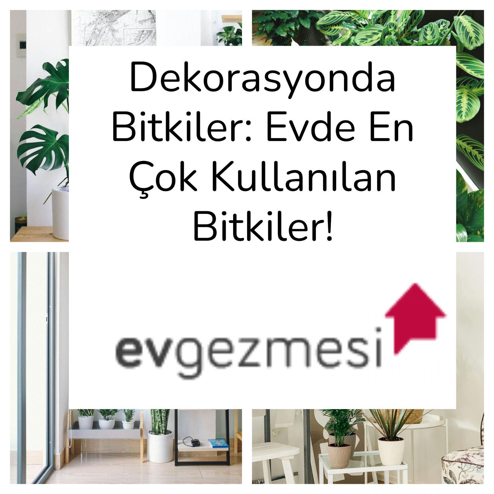 Dekorasyonda Bitkiler: Evde En Çok Kullanılan Bitkiler!
