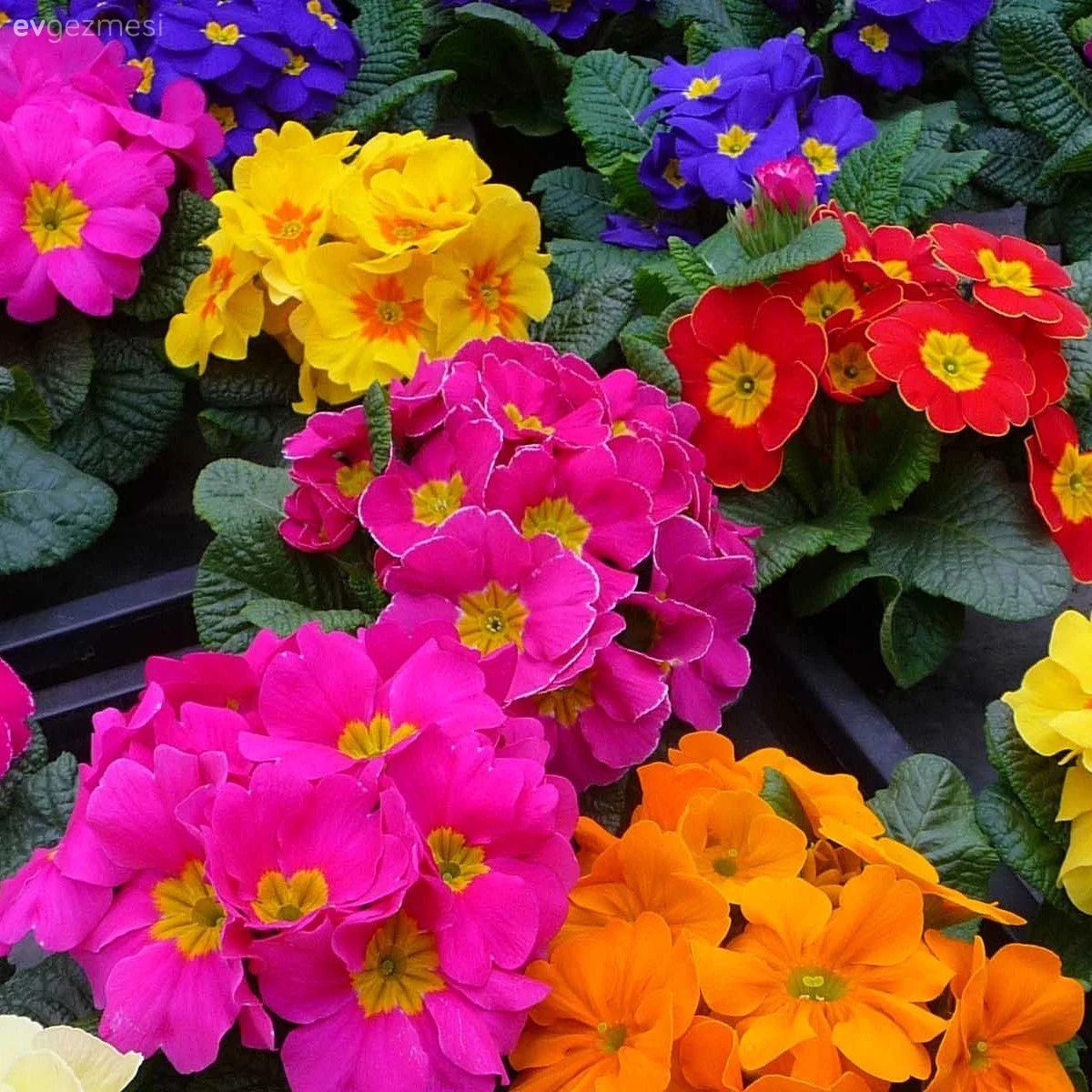 Soğuk Havalara Dayanıklı Bahçe Çiçekleri Hangileri?