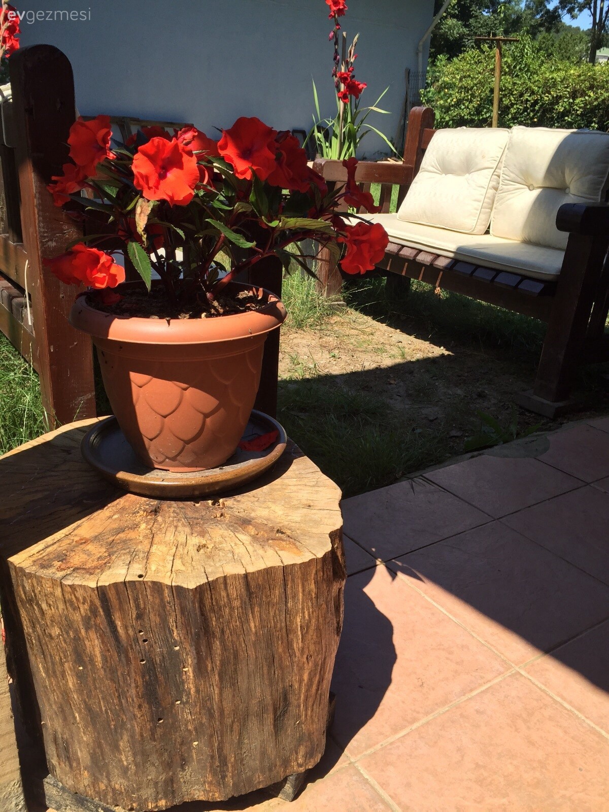 Kırmızı çiçekli bahçem