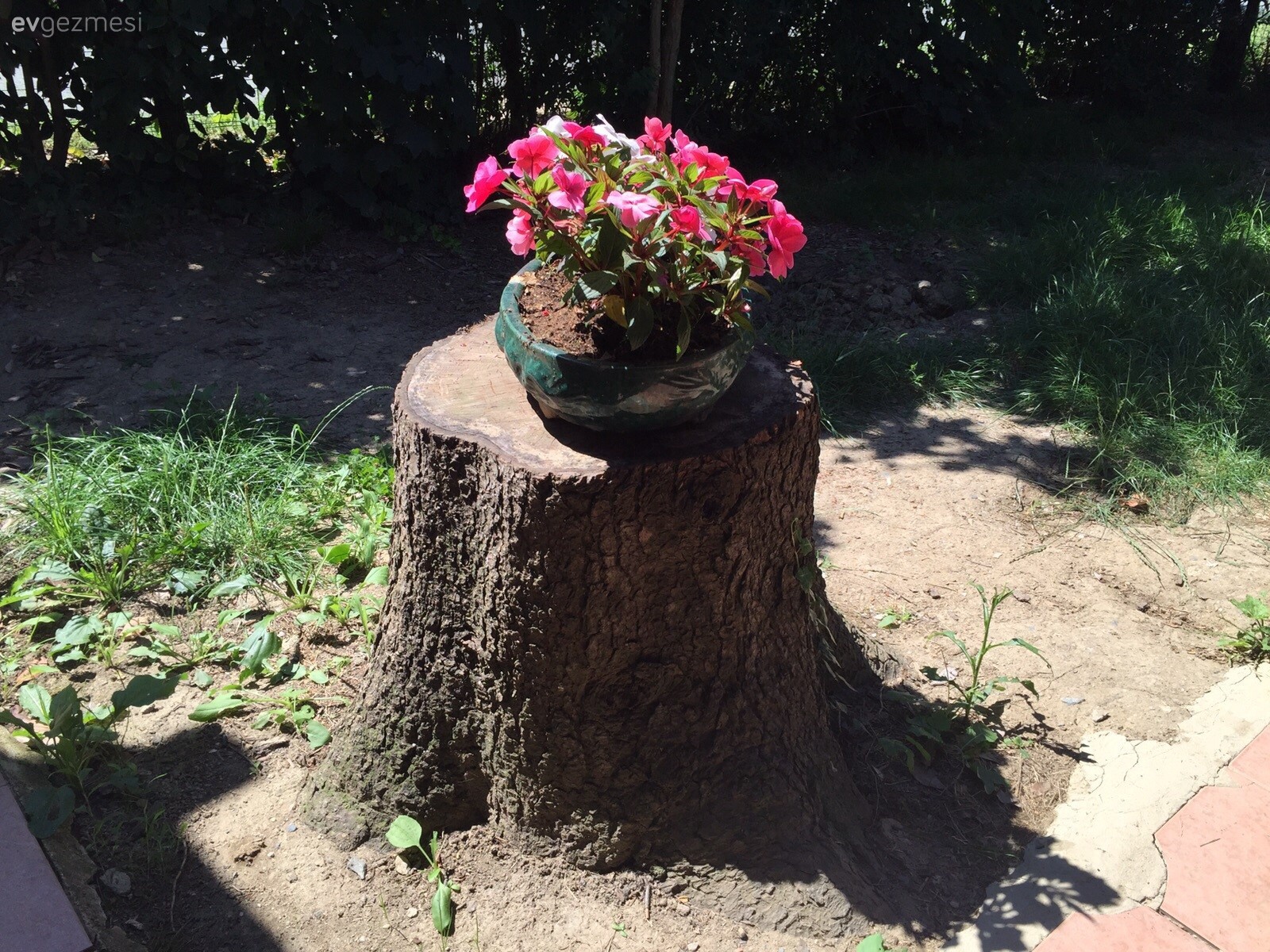 Kırmızı çiçekli bahçem