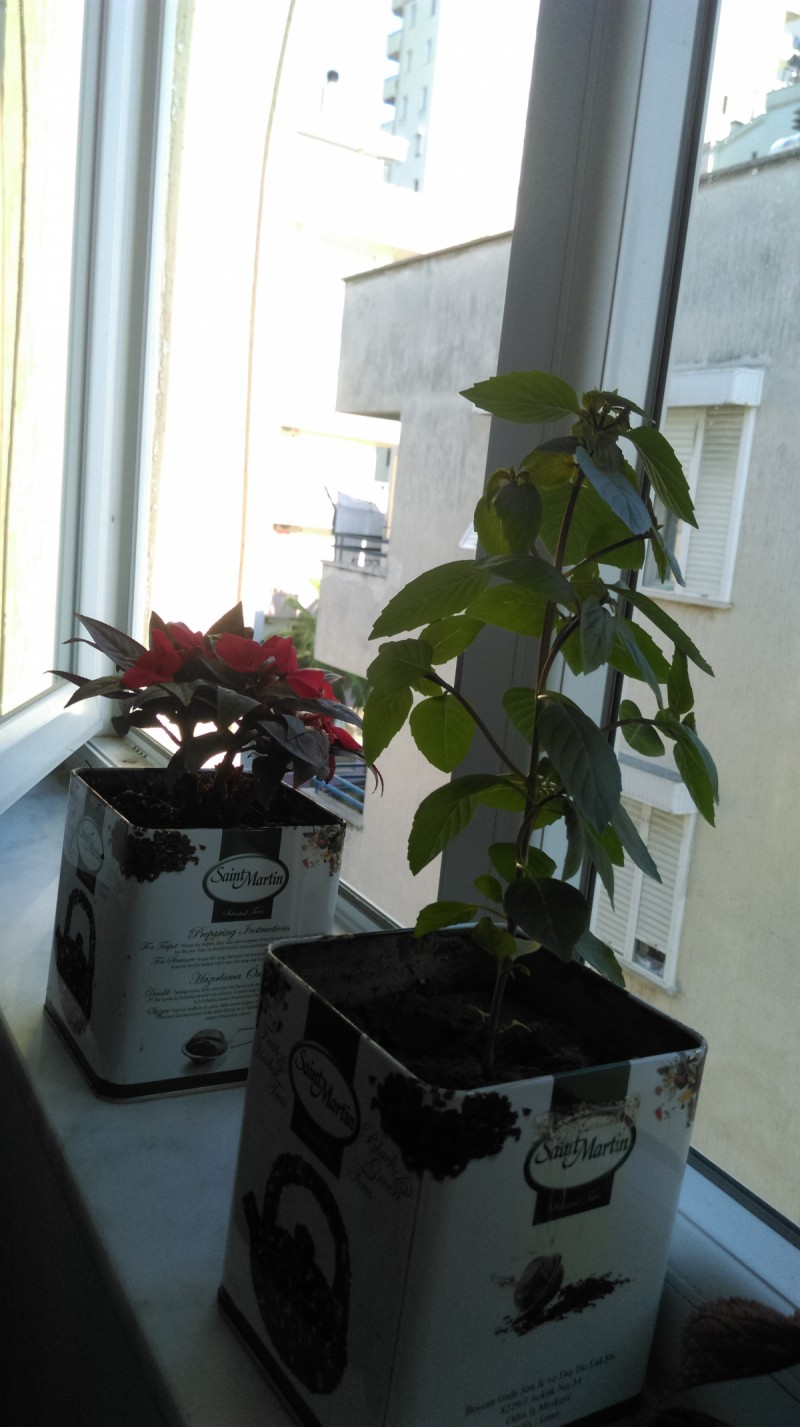 Benim melekler sehri evim