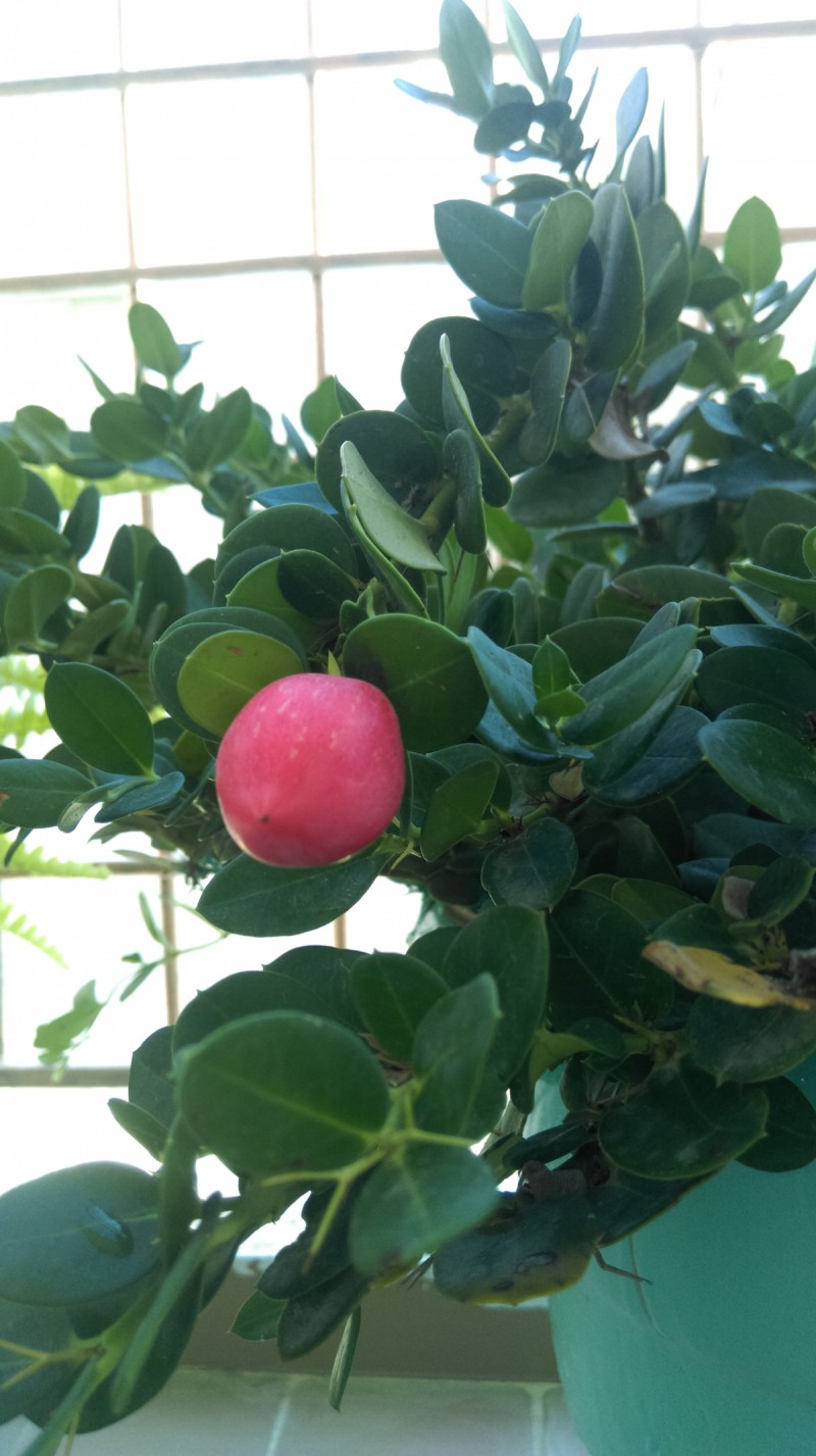 Benim melekler sehri evim