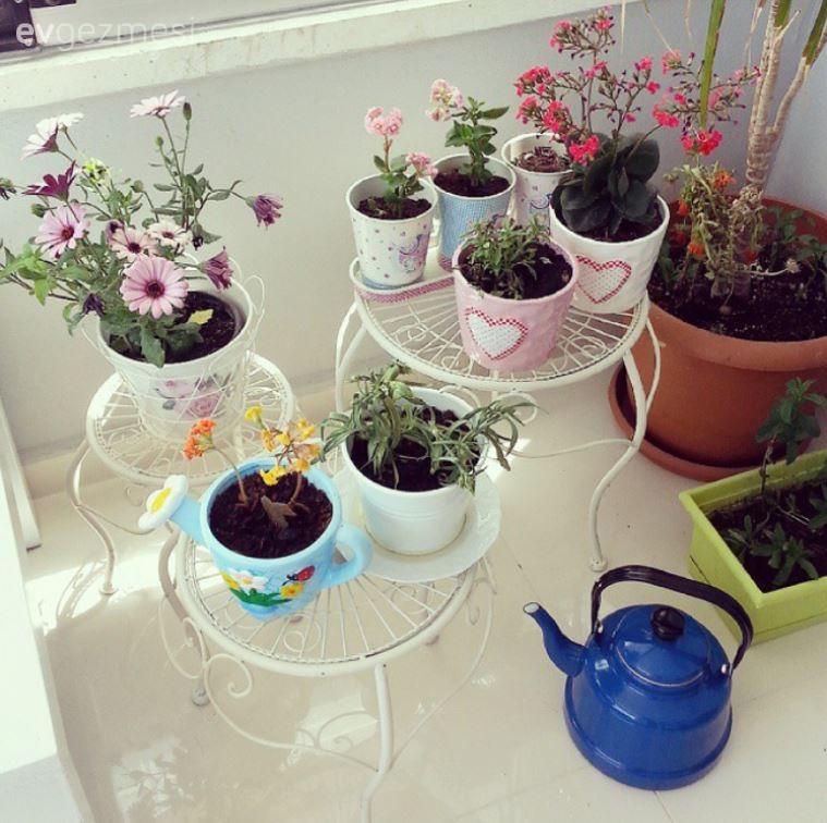 Balkonunuz İçin Doğru Bitkiyi Nasıl Seçebilirsiniz?