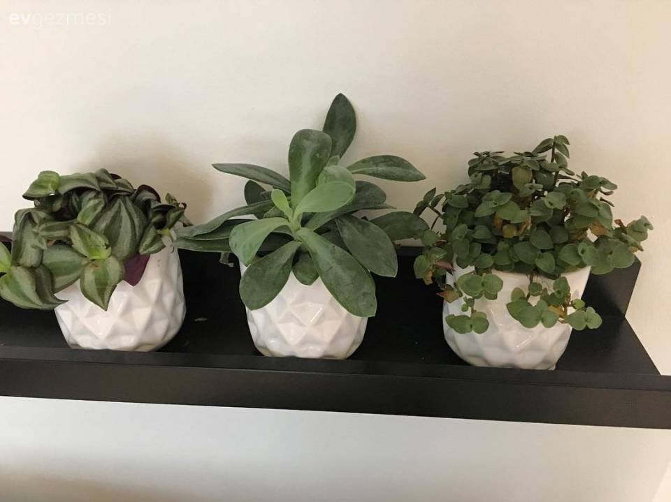 Modern stile rustik esintiler. Stil sahibi ve özgün bir ev.