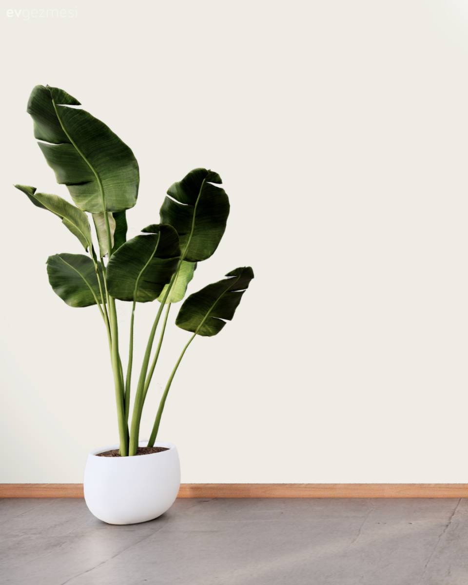 En Çok Sevilen Duvar Boyası Renkleri: Farklı Markalardan Renk Kodları