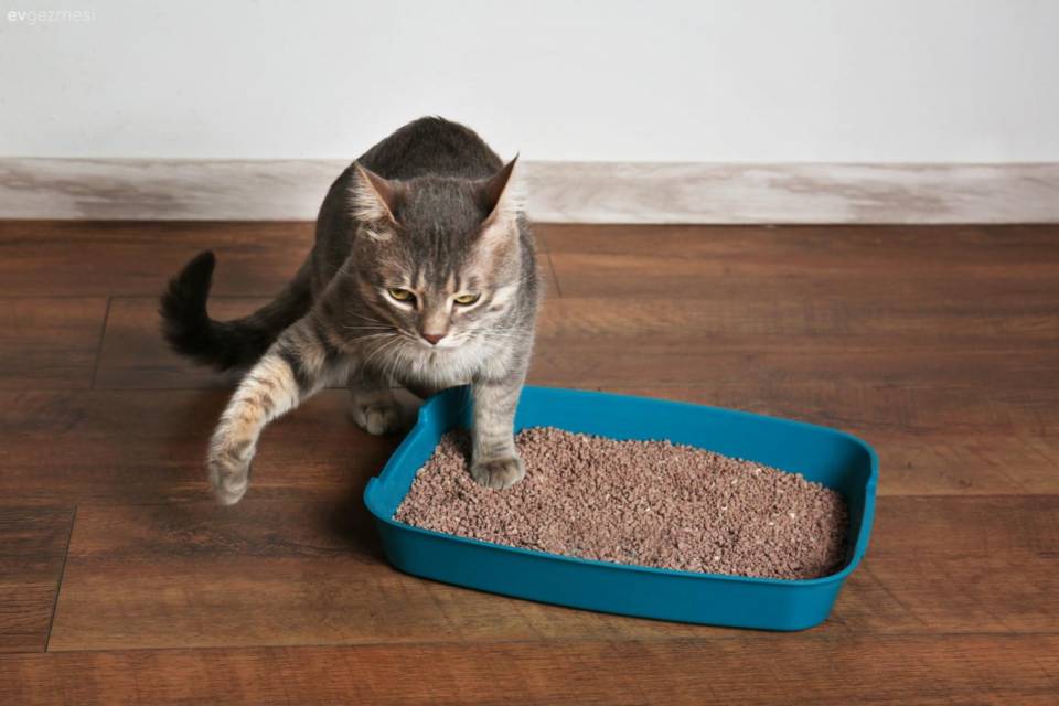 Kedi Kumu Kabı Temizliği Ne Sıklıkta Yapılmalı?