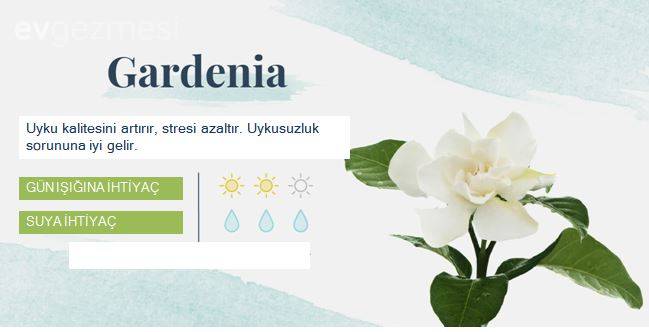 Yatak Odasına Uygun Uyku ve Temiz Hava Dostu  18 Bitki