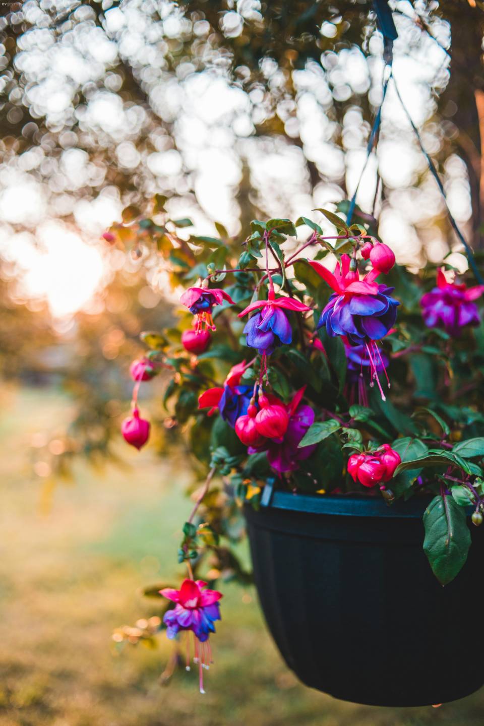 Saksıda Kolayca Yetişen ve Güneşi Az Seven 8 Bitki