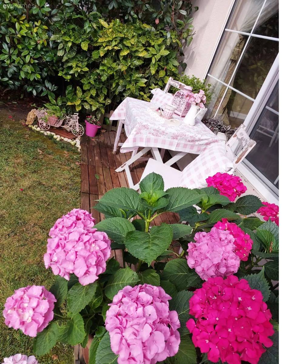 Ortancaların Ana Yurdu Gibi Duran Bu Bahçede Neşe Eksik Olmuyor!