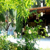 Aydın'da Zeytinlikler Arasında Otantik Bir Köy Evi!