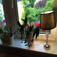 Gül Hanım'ın içimizi ısıtan sıcacık evi