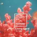 Pantone 2019 Yılının Rengini Seçti: Yaşayan Mercan!