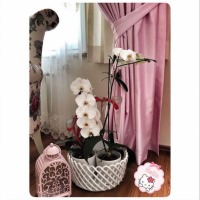 Pembeler Mavilerle Neşeli ve Genç Bir Ev