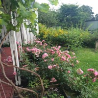 Gül Hanım'ın içimizi ısıtan sıcacık evi