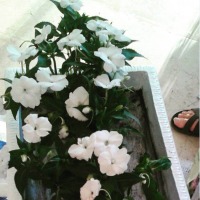 Hurda bisikletten kapı önü dekoru