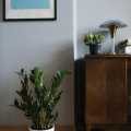 Bitkilerle Dekorasyon: Az Bakım ve Bol Işık İsteyen Ev Bitkileri