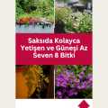 Saksıda Kolayca Yetişen ve Güneşi Az Seven 8 Bitki