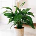 Bakımı Oldukça Kolay 12 İç Mekan Bitkisi