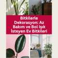 Bitkilerle Dekorasyon: Az Bakım ve Bol Işık İsteyen Ev Bitkileri