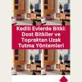 Kedili Evlerde Bitki: Dost Bitkiler ve Topraktan Uzak Tutma Yöntemleri
