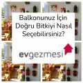 Balkonunuz İçin Doğru Bitkiyi Nasıl Seçebilirsiniz?