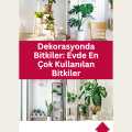 Dekorasyonda Bitkiler: Evde En Çok Kullanılan Bitkiler