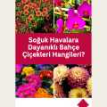 Soğuk Havalara Dayanıklı Bahçe Çiçekleri Hangileri?
