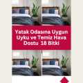 Yatak Odasına Uygun Uyku ve Temiz Hava Dostu  18 Bitki