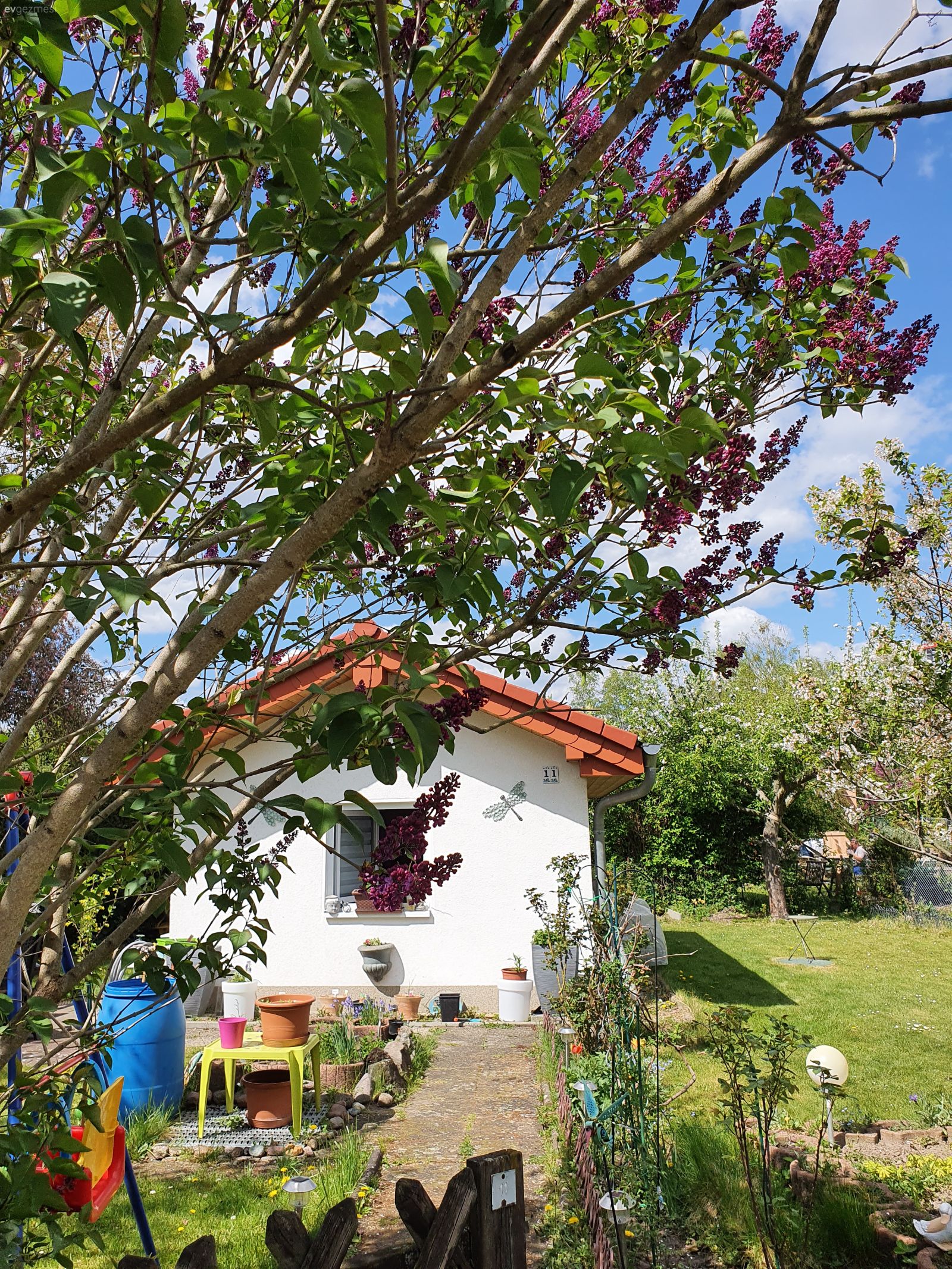 Berlinde hobi bahçemiz